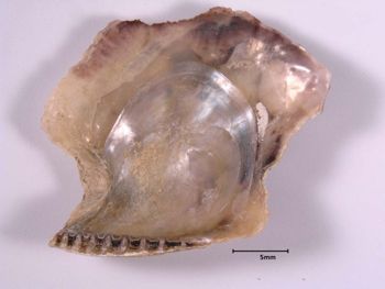 Media type: image; Malacology 155592   Description: preserved specimen;